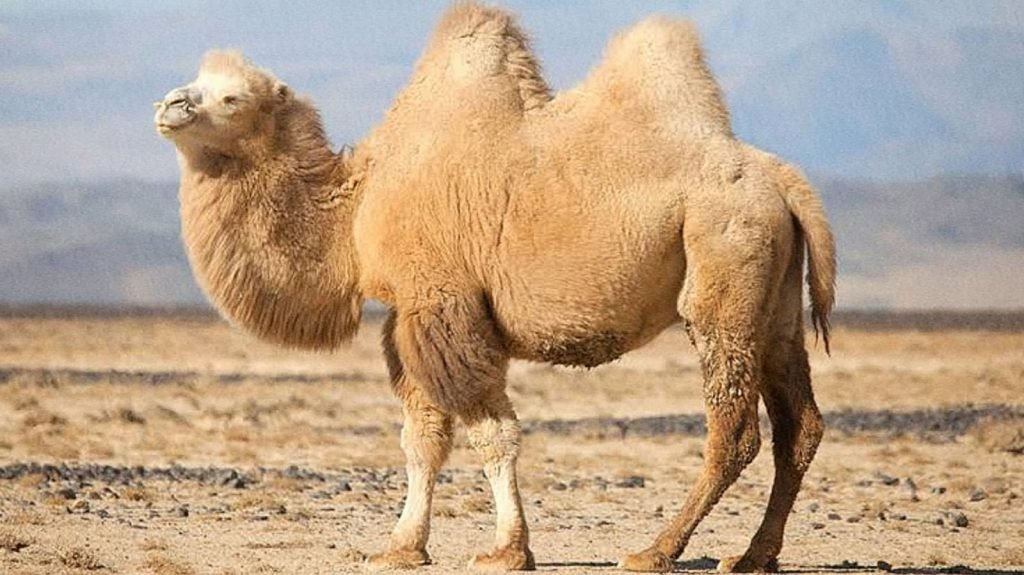 Bactrian Camel